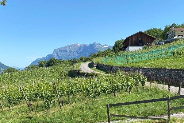 Randonnée apaisante dans la vallée du Rhin alpin