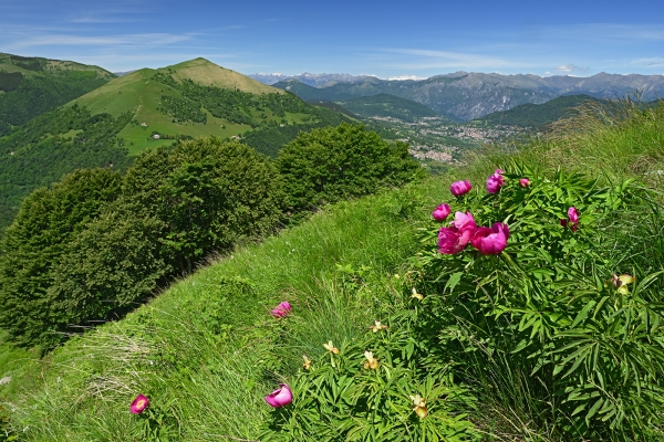 Printemps éclatant au Tessin