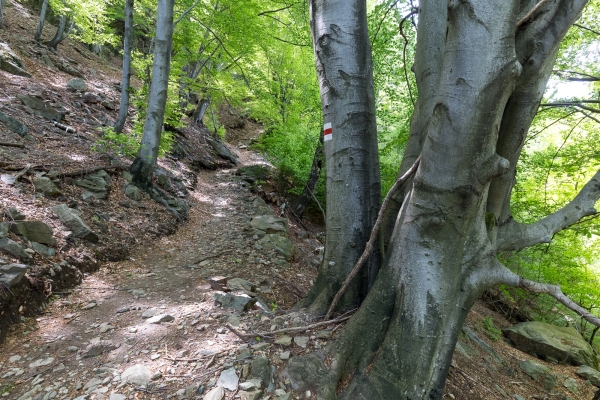 Im Tal des Vedeggio nach Tesserete