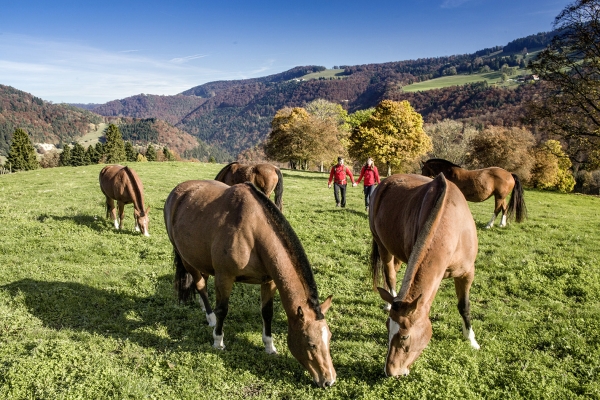 Rundwanderung in den Freibergen