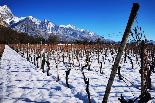 Durch die Rebberge im Winterschlaf