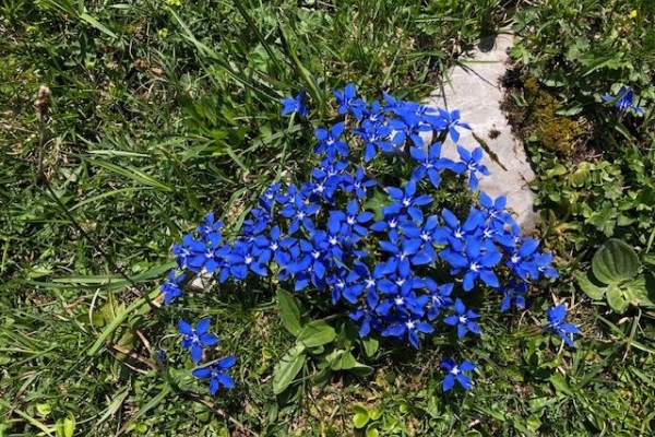 Bergfrühling in der Brosmatt oberhalb von Giswil