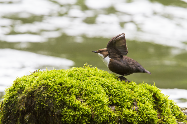 Zum tauchenden Singvogel an die Sihl