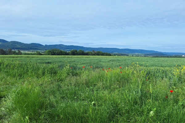 Stille erleben auf dem Jura-Höhenweg in der Ajoie