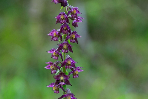 Angebot der Krebsliga Graubünden: Wildkräuter und Orchideen in der Rheinschlucht