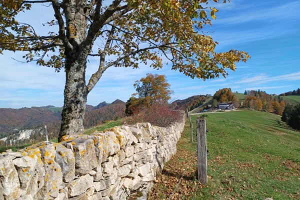 Herbstliche Jurahöhen und Trockensteinmauern