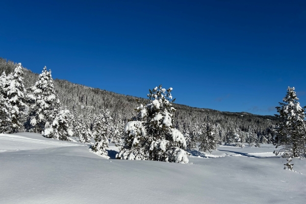 Schneeschuhwanderung auf der Nordseite des Jänzi