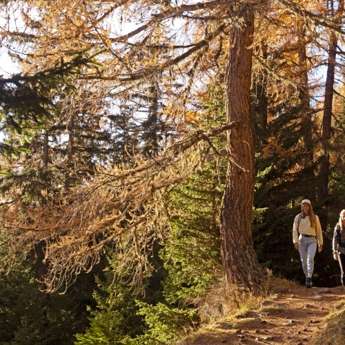 Alp Tschärmilonga VS, automne