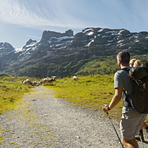 Pâturage, Engstlenalp BE/OW/NW