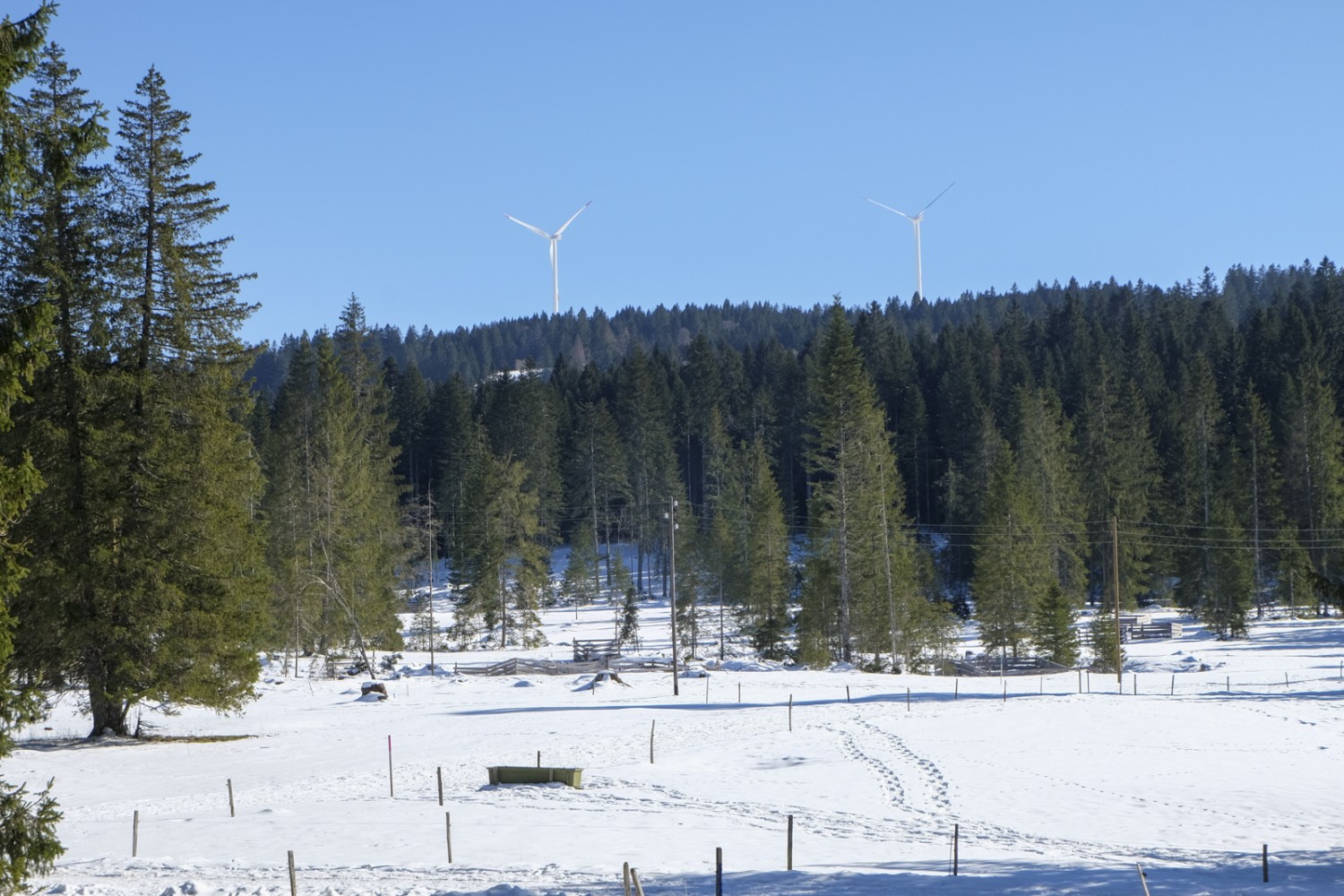 Vue, derrière soi, sur le pâturage boisé communal. Au deuxième plan, les éoliennes du Mont-Crosin. Photo: Elsbeth Flüeler