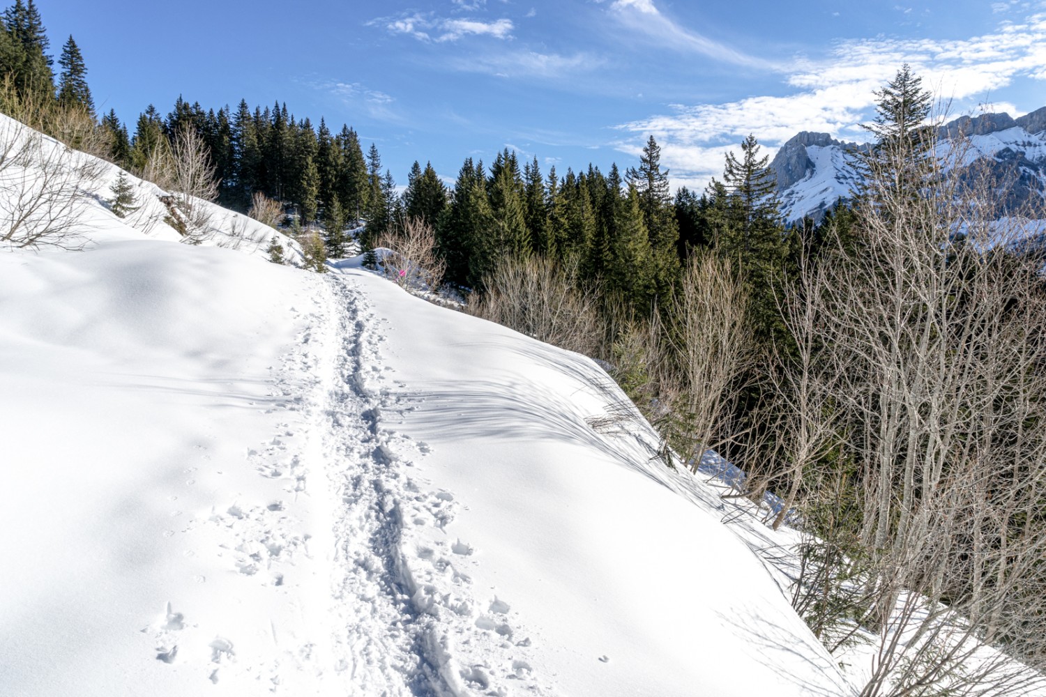 Forêt et clairières se partagent le premier tronçon de la piste de raquettes. Photo: Fredy Joss