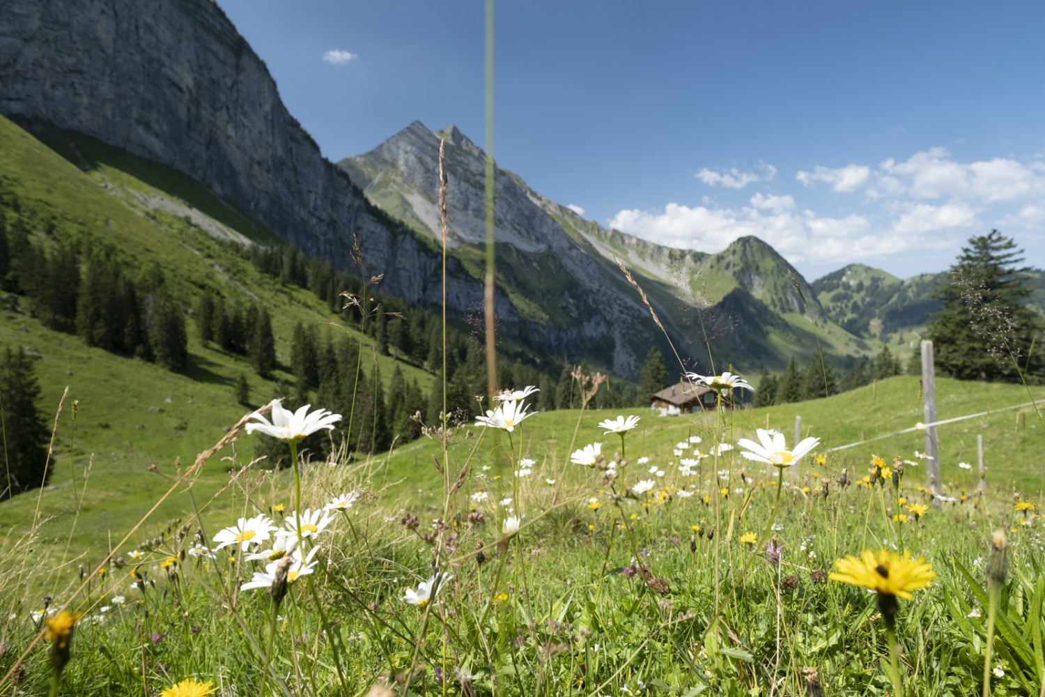 Die Wanderung führt über die Oberbauenalp zum Rinderbüel. Bild: Markus Ruff
