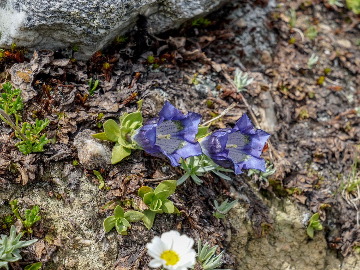 La rare gentiane des Alpes (gentiana alpina) sur le chemin du retour vers Bendolla. Photo: Fredy Joss