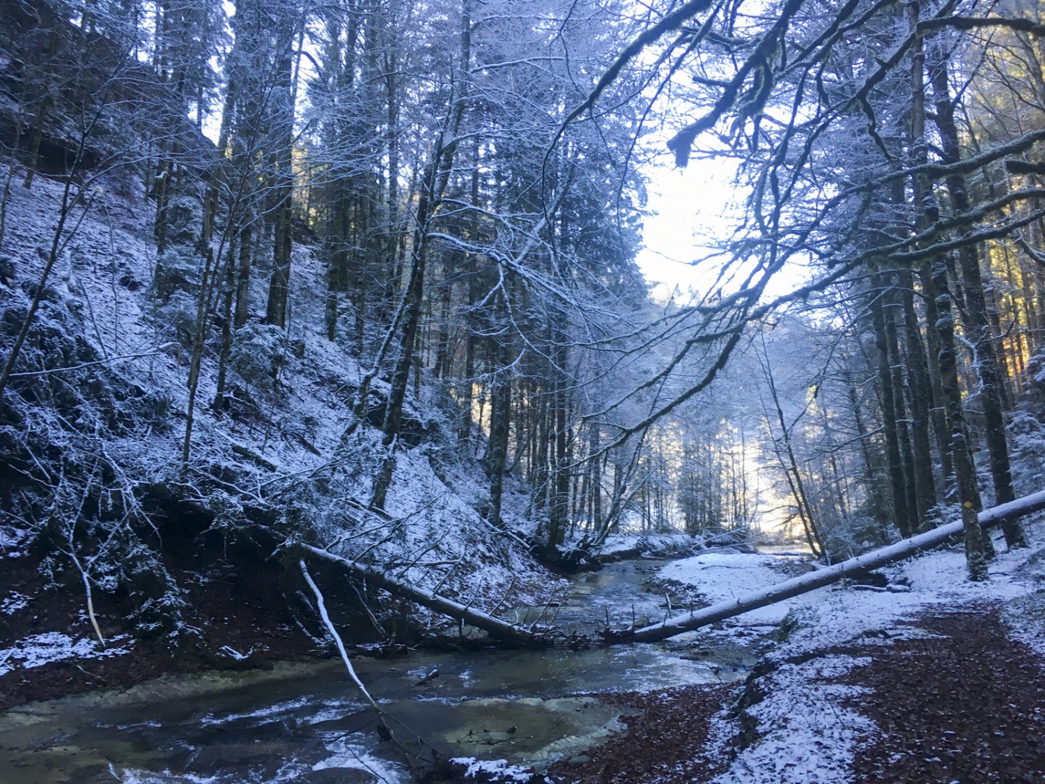 Forêt sauvage : le chemin de randonnée passe parfois directement au bord de l'eau. Photo: Jürg Steiner