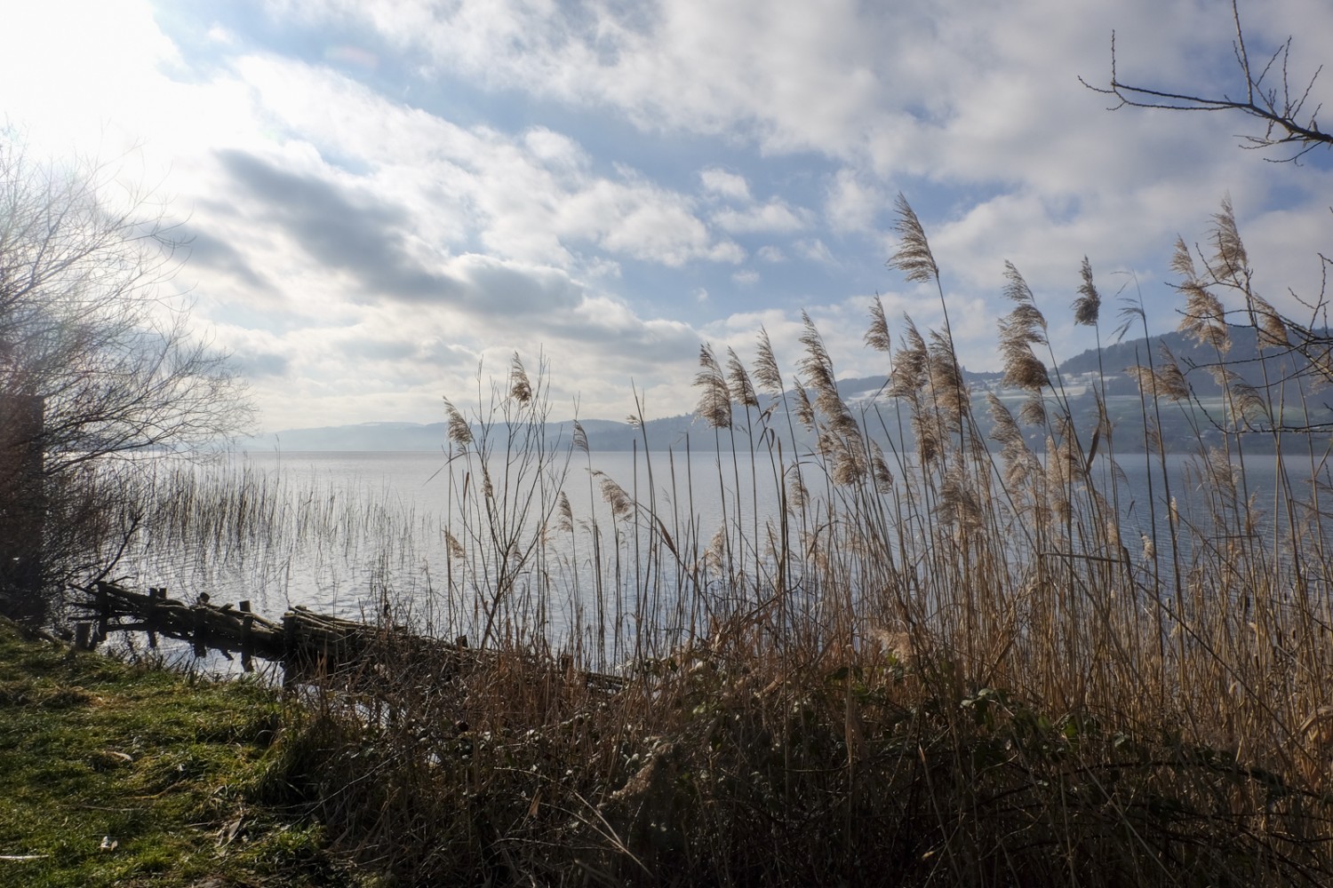 La rive est protégée des vagues par une construction végétale. Photo: Elsbeth Flüeler