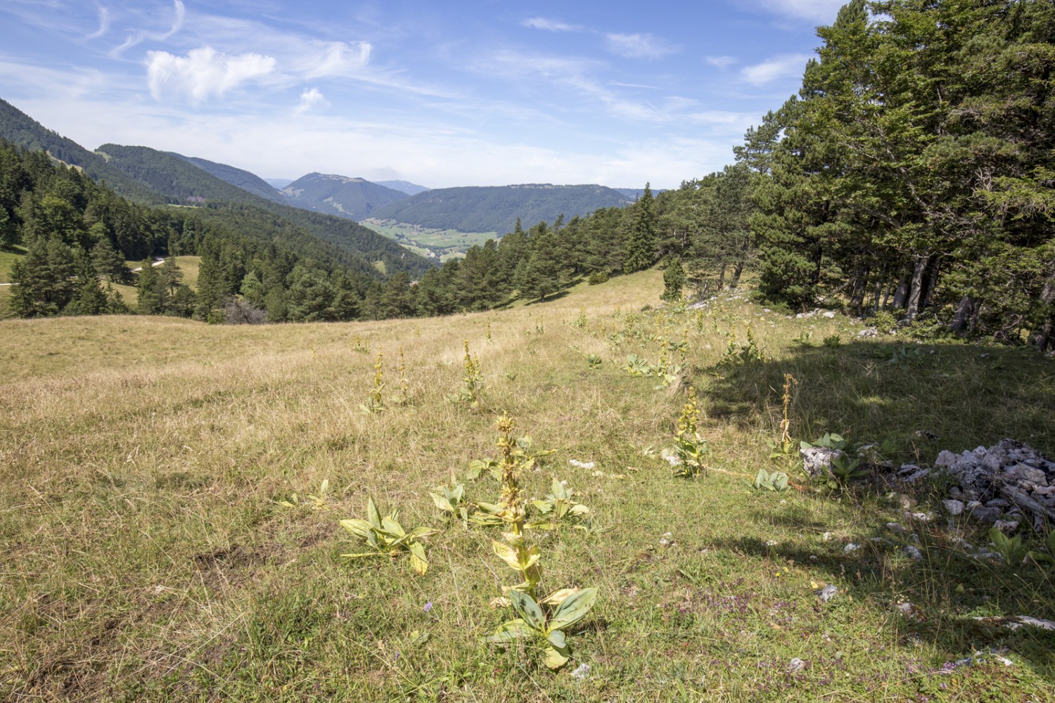 Au début, la randonnée entre Oberbalmberg et Attiswil est aisée. Photo: Daniel Fleuti 