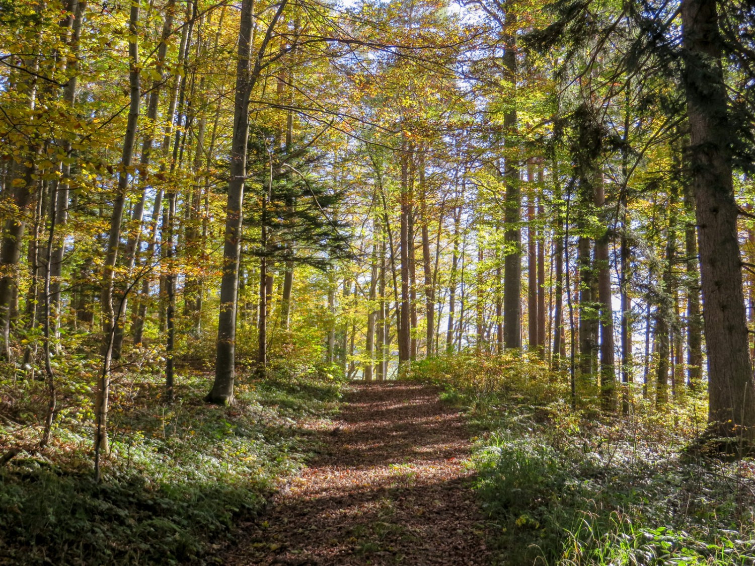 La forêt automnale au-dessus d’Ebersol.