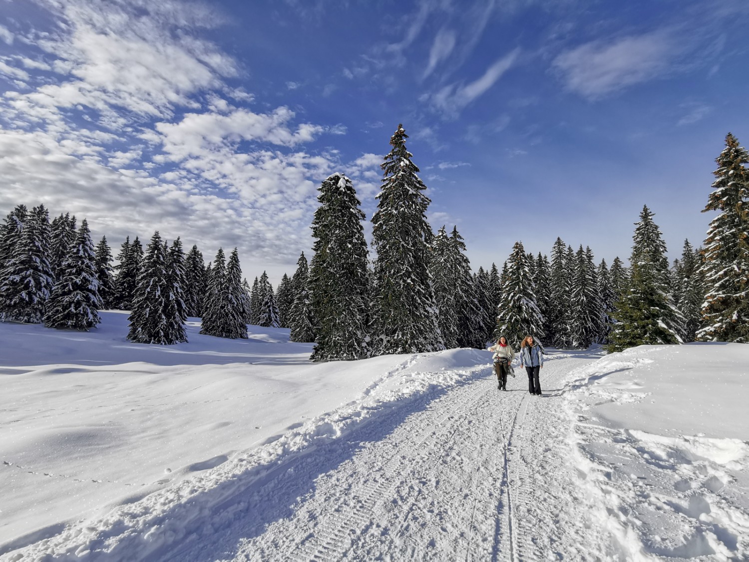 Mächtige Tannen und verschneite Weiden bei La Genolière. Bild: Andreas Staeger