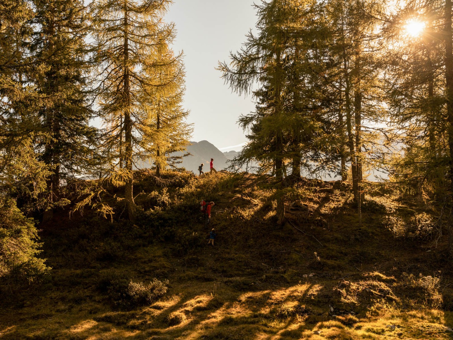 Autrefois, du charbon était produit sous le Cornasc. Aujourd’hui, un chemin  balisé rappelle cette activité. Photo: Severin Nowacki