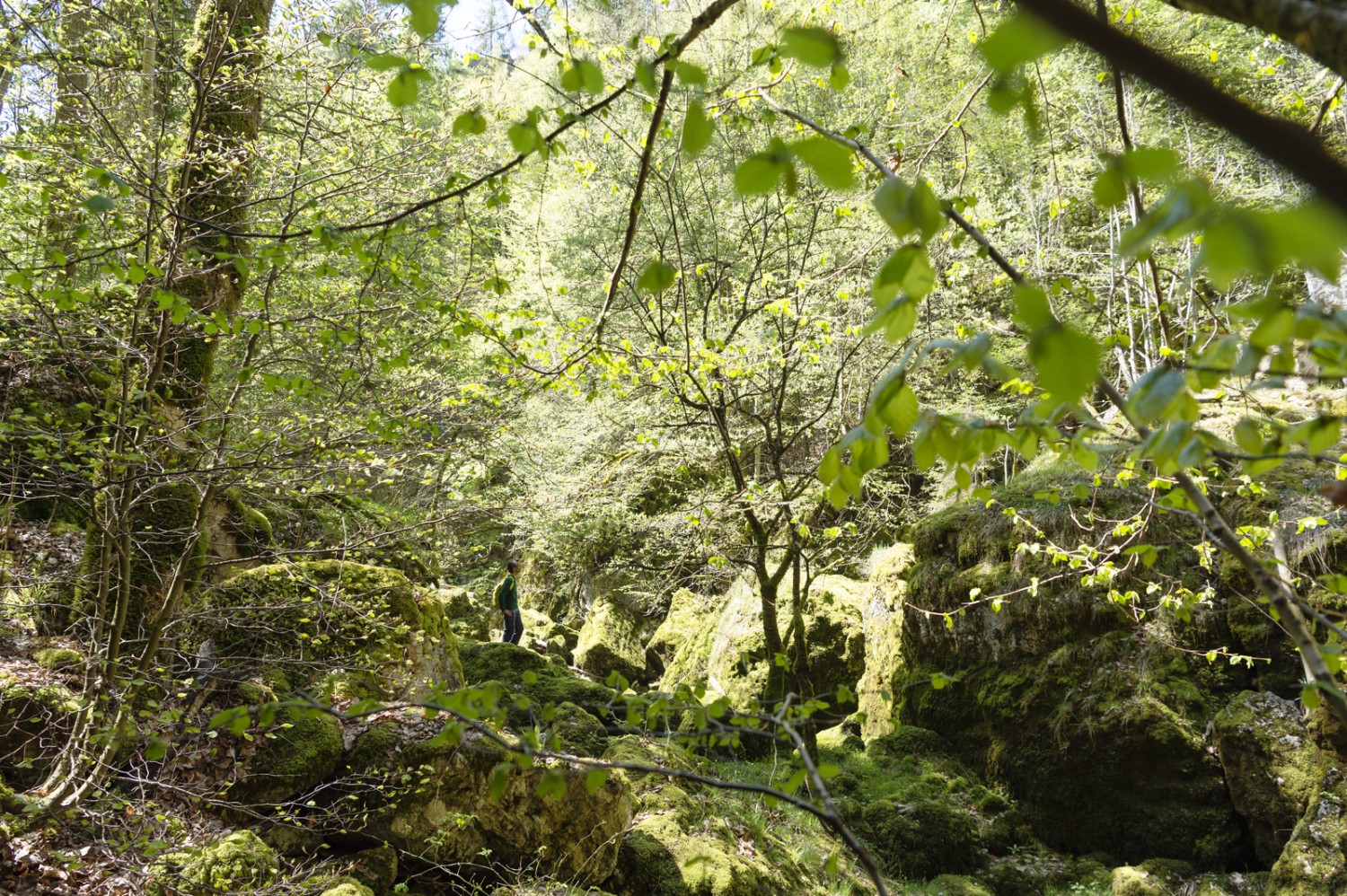 La verdure dans tous ses états au-dessus du Saut du Day.
Photo: Raja Läubli
