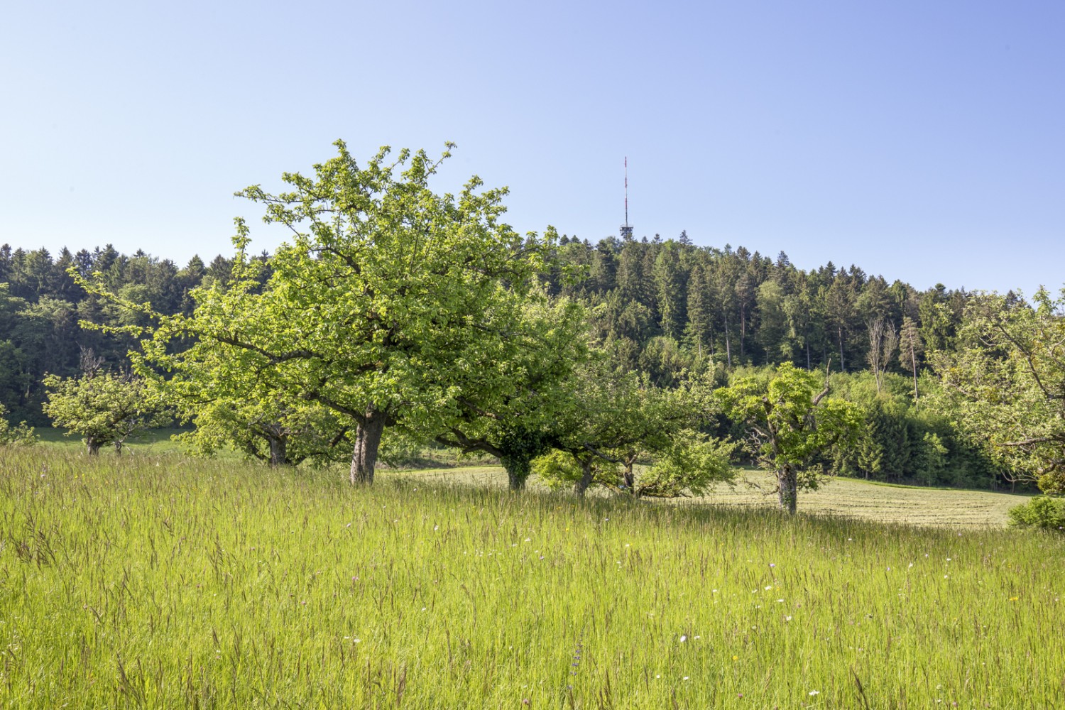 Der Irchelturm im Aufstieg von Buch am Irchel aus gesehen. Bild: Daniel Fleuti