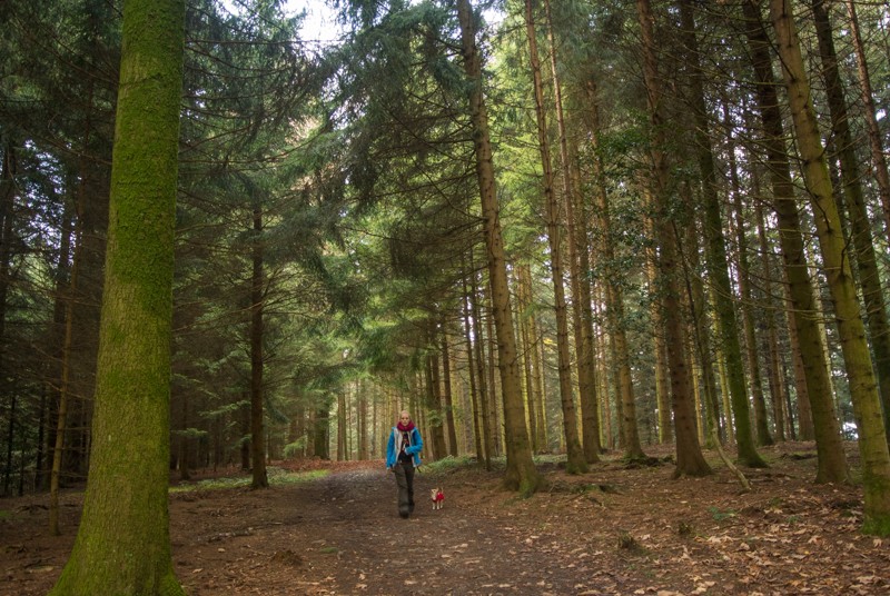 Ruhige Stimmung im Galgebergwald. Bild: Vera In-Albon