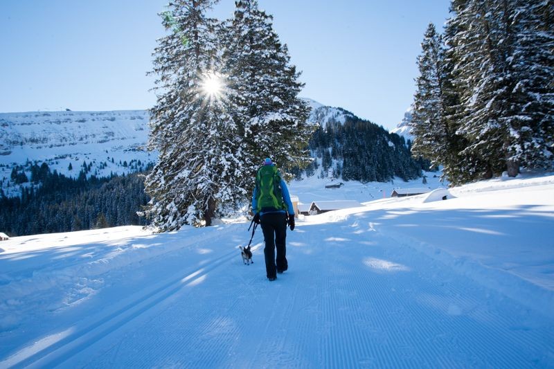 Die verschneiten Bäume geben der Winterwanderung eine skandinavische Note.