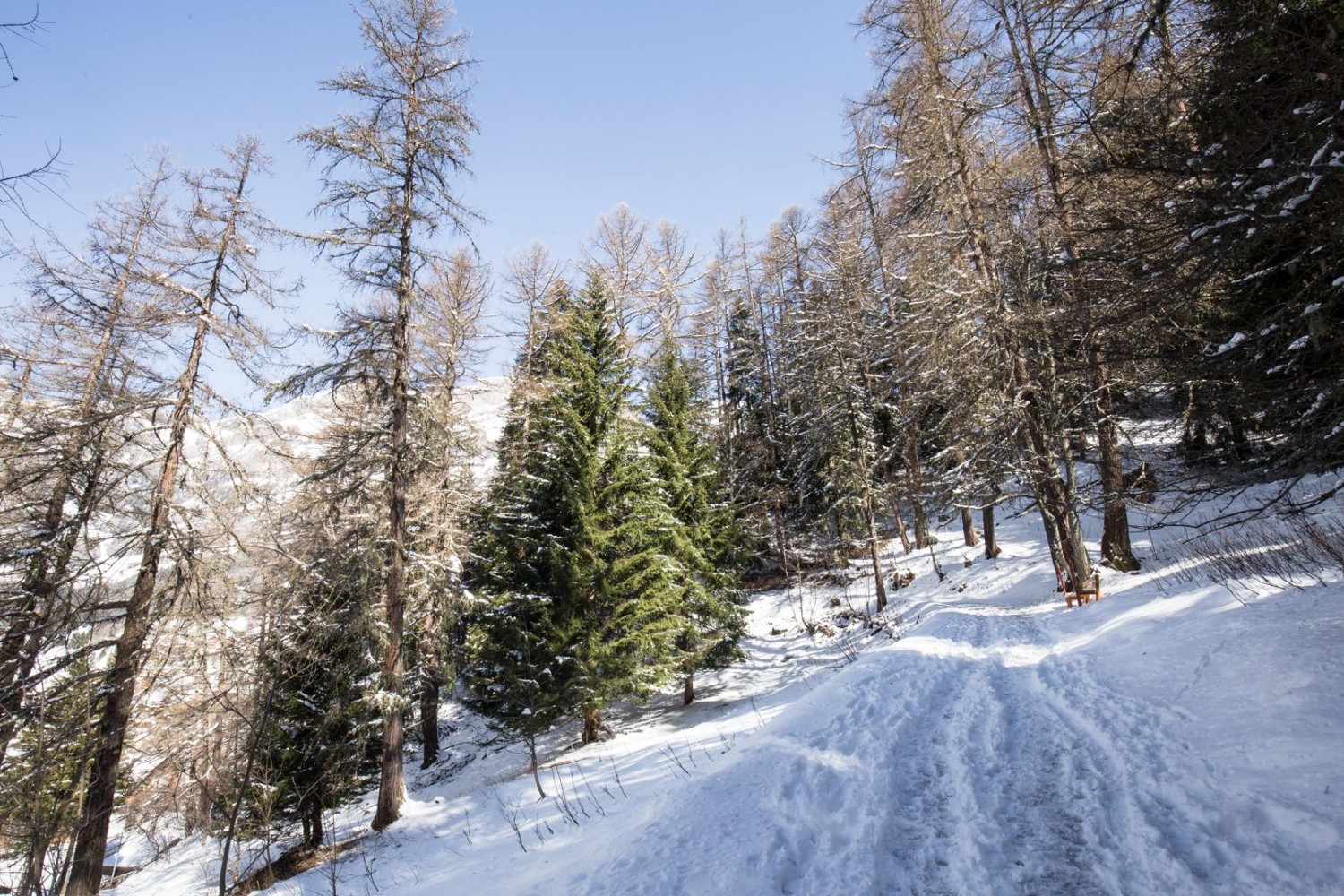 Dans la montée en forêt, de Loèche-les-Bains en direction de Lompera.