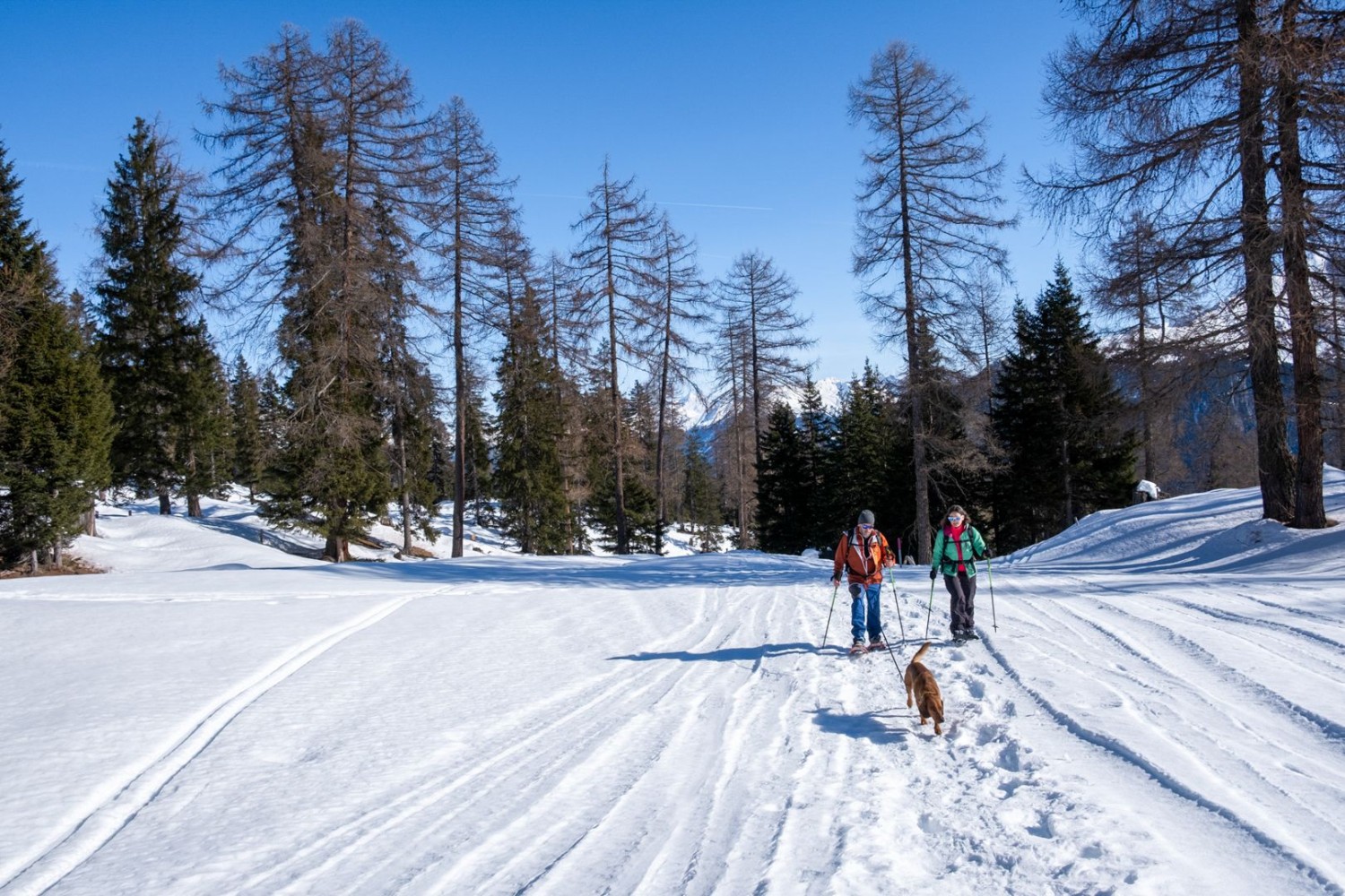 Que l’on ait quatre pattes ou deux, il est agréable de sortir de la forêt pour savourer le soleil hivernal.