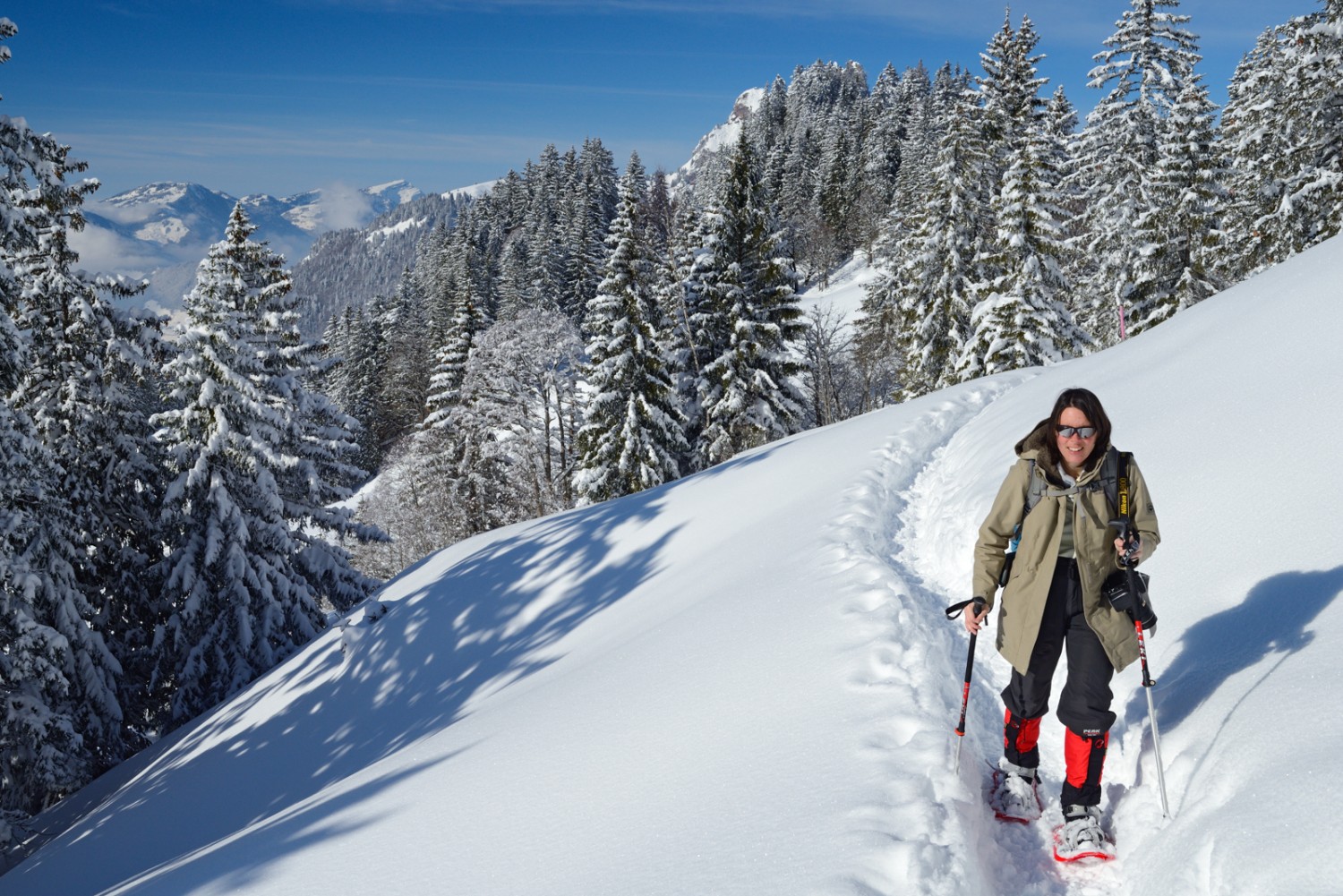 Verschneite Tannenwälder und frischer Schnee. Naht der Frühling, wird der Schnee gegen Mittag sulzig und beginnt, von den dunklen Ästen zu tropfen.