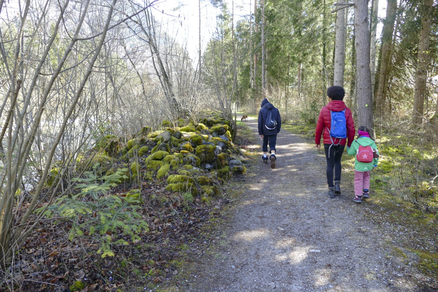 Moosbedeckte Steine säumen den Weg auf dem ersten Abschnitt. Bild: Kim Bütikofer 