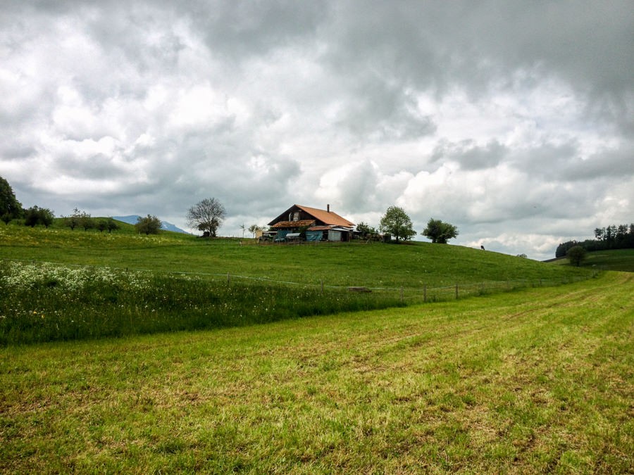 Der Weg führt über weite Feld- und Wiesenlandschaften.