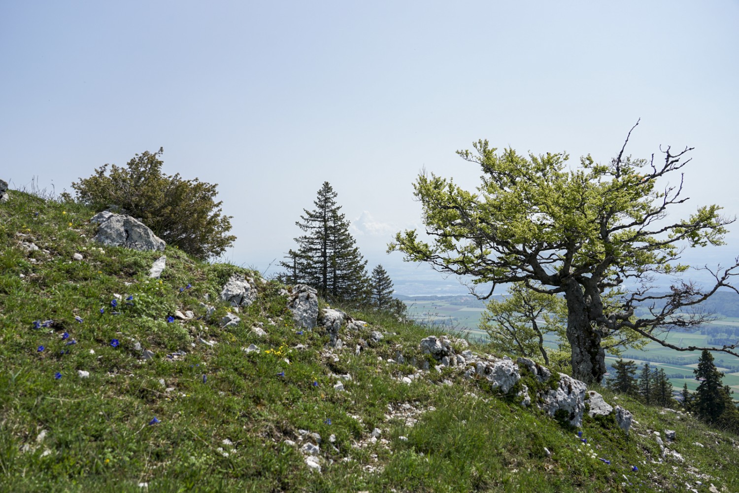 Auf dem Abstieg nach Nods. Bild: Reto Wissmann