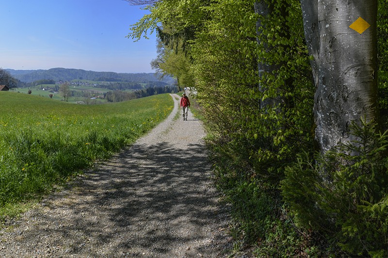 Sur le chemin circulaire de Winterthour, la ville est proche, mais la nature domine. Photo: Heinz Staffelbach