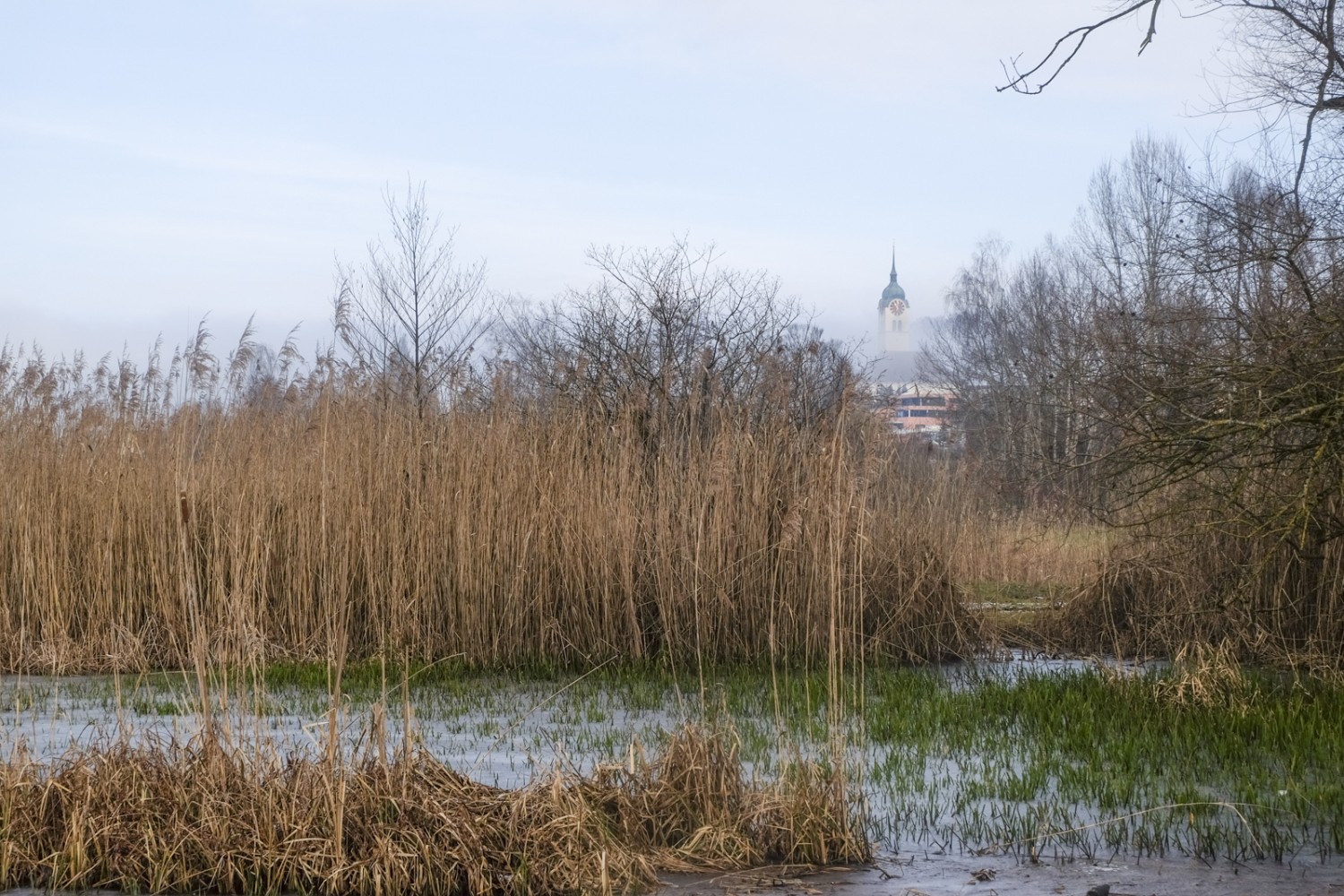 Winterliche Stille liegt über dem Hallwilersee und dem Dorf Hallwil. Bild: Elsbeth Flüeler