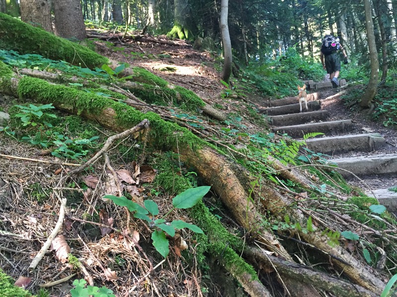 Und hinauf auf den Bachtel. Foto: Vera In-Albon