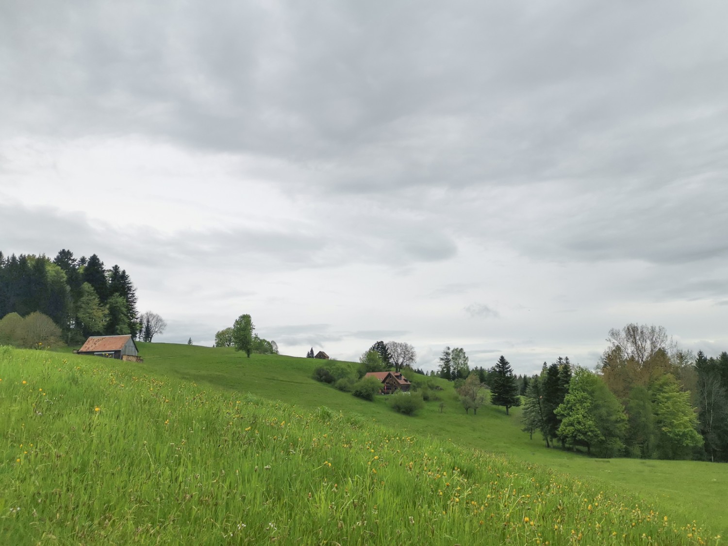 Hügel, Wiesen und verstreute Höfe. Bild: Evelyne Zaugg