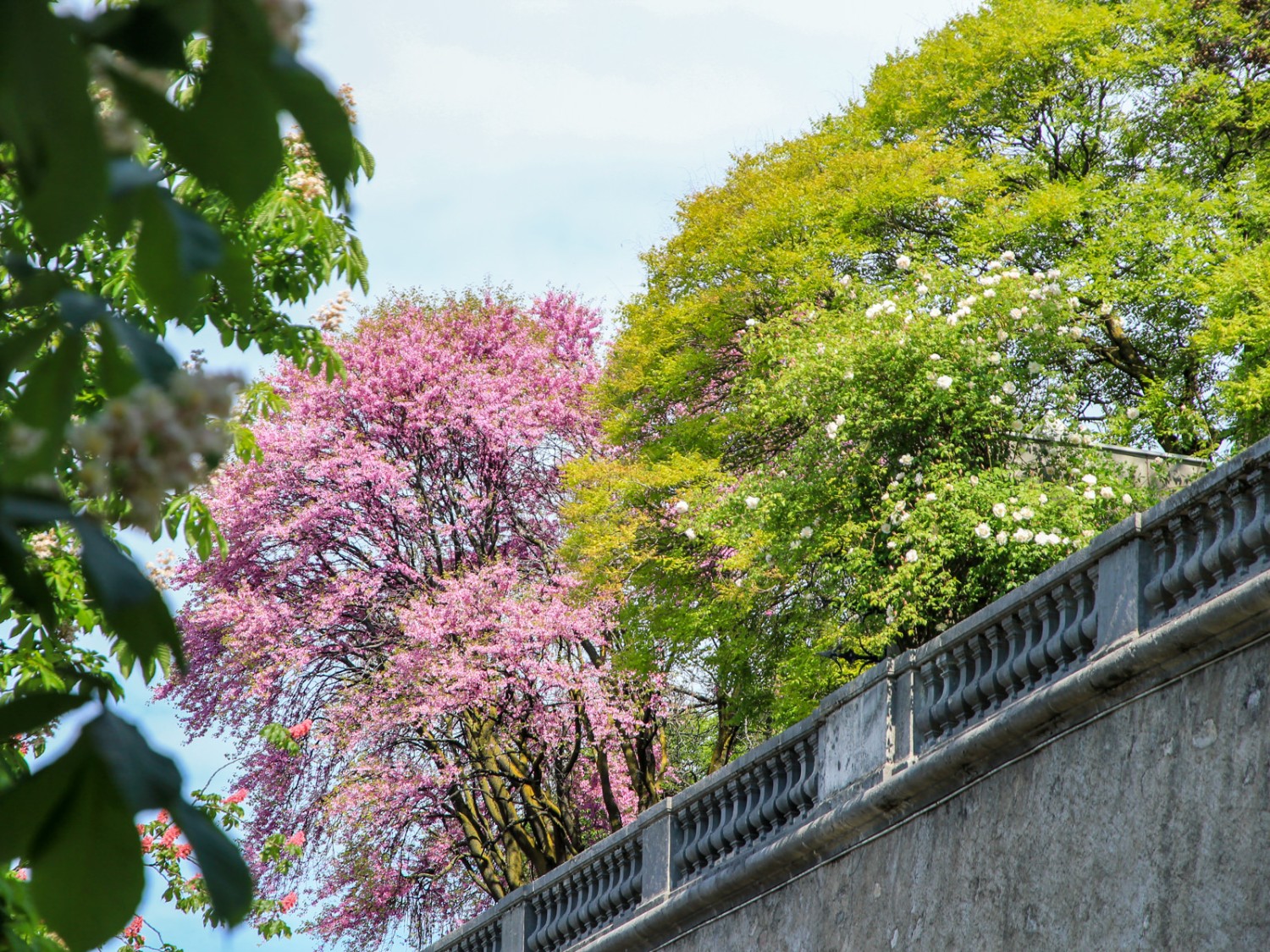 Promenade de la Treille: Kastanienallee und die mit mehr als 100 Metern längste Bank der Welt. Bilder: Elsbeth Flüeler