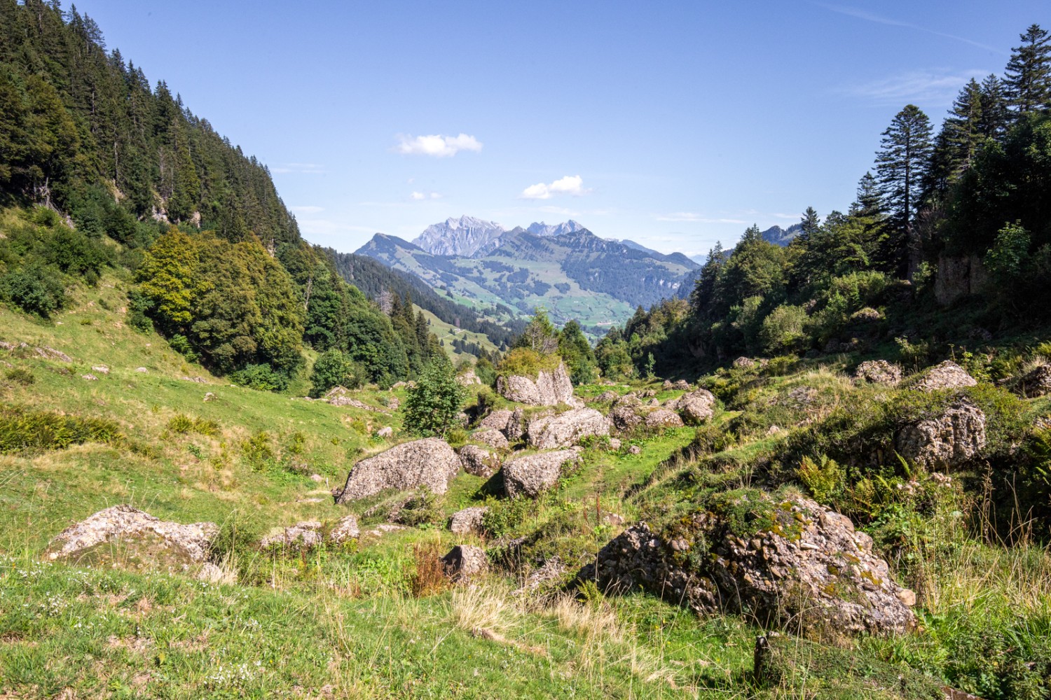 Entre Stofel et Herrenalp. De temps à autre, le regard se pose sur l’Alpstein, et le Säntis au centre.Photo: Daniel Fleuti 