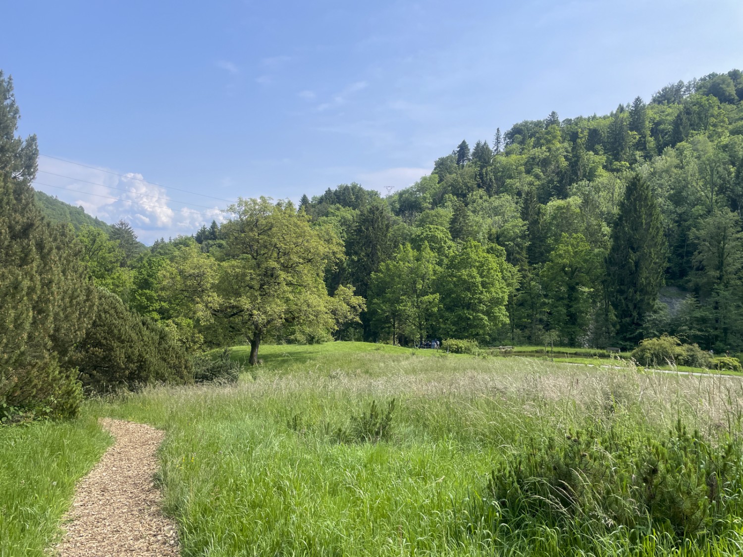 Prairies, arbustes et arbres autour d’un étroit sentier. Photo: Vera In-Albon