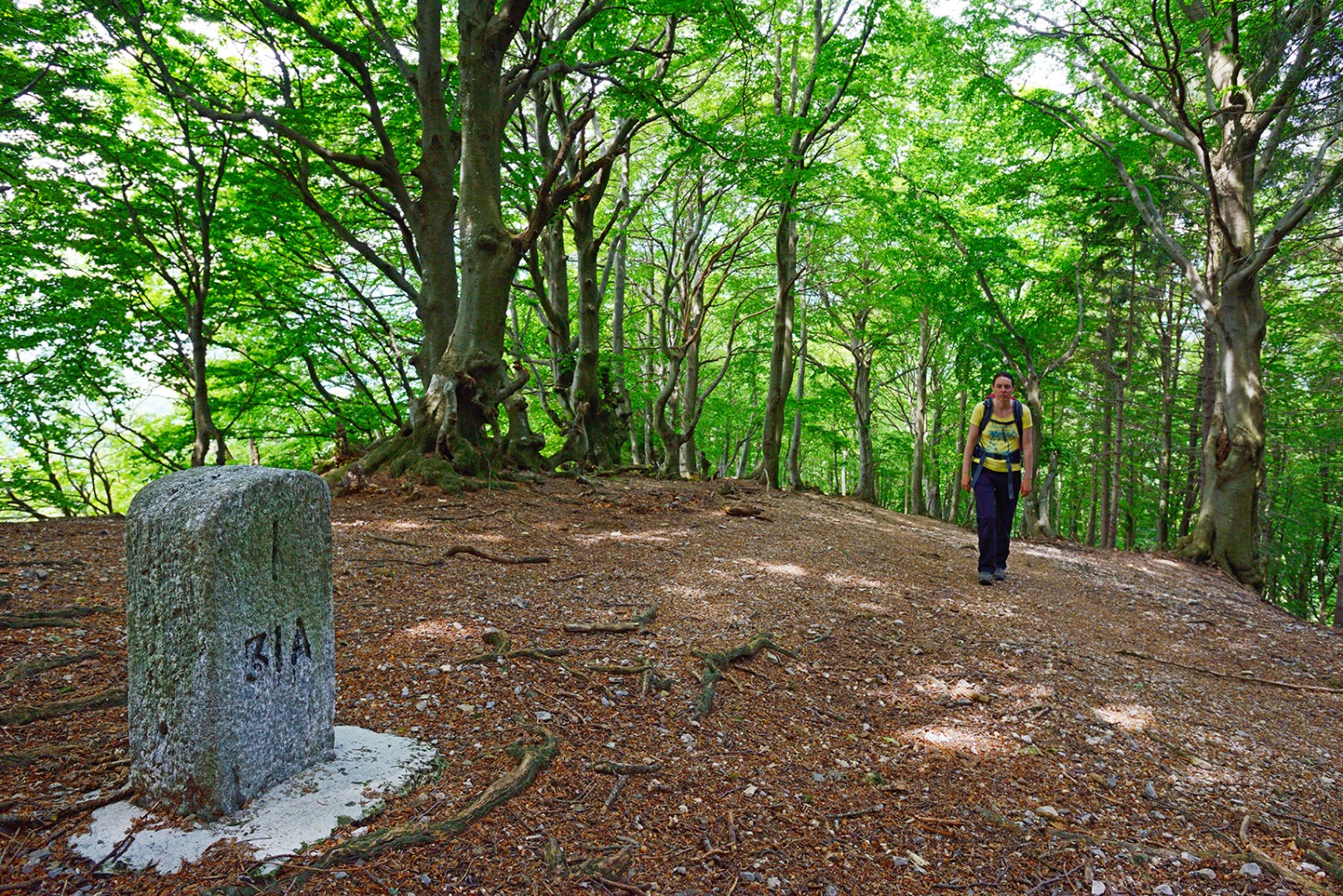 Durch Buchenwald und der Grenze zu Italien entlang führ der Weg zum Passo Bonella hinab.