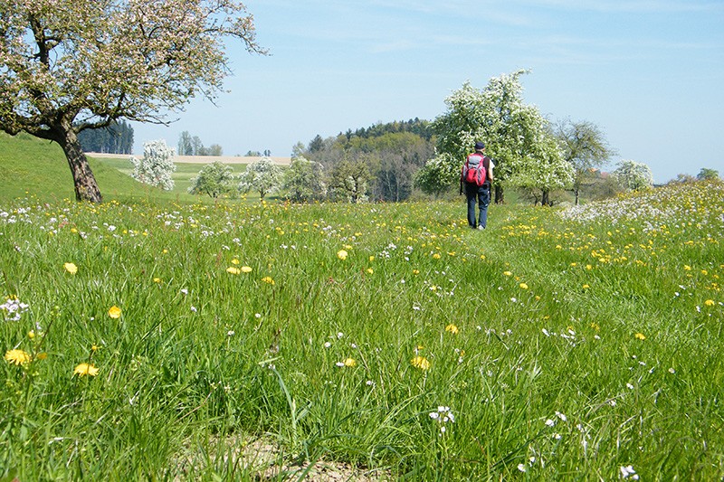 Frühlingshaftes Wandern über blumenübersäte Wiesen und an blühenden Hochstammbäumen vorbei.