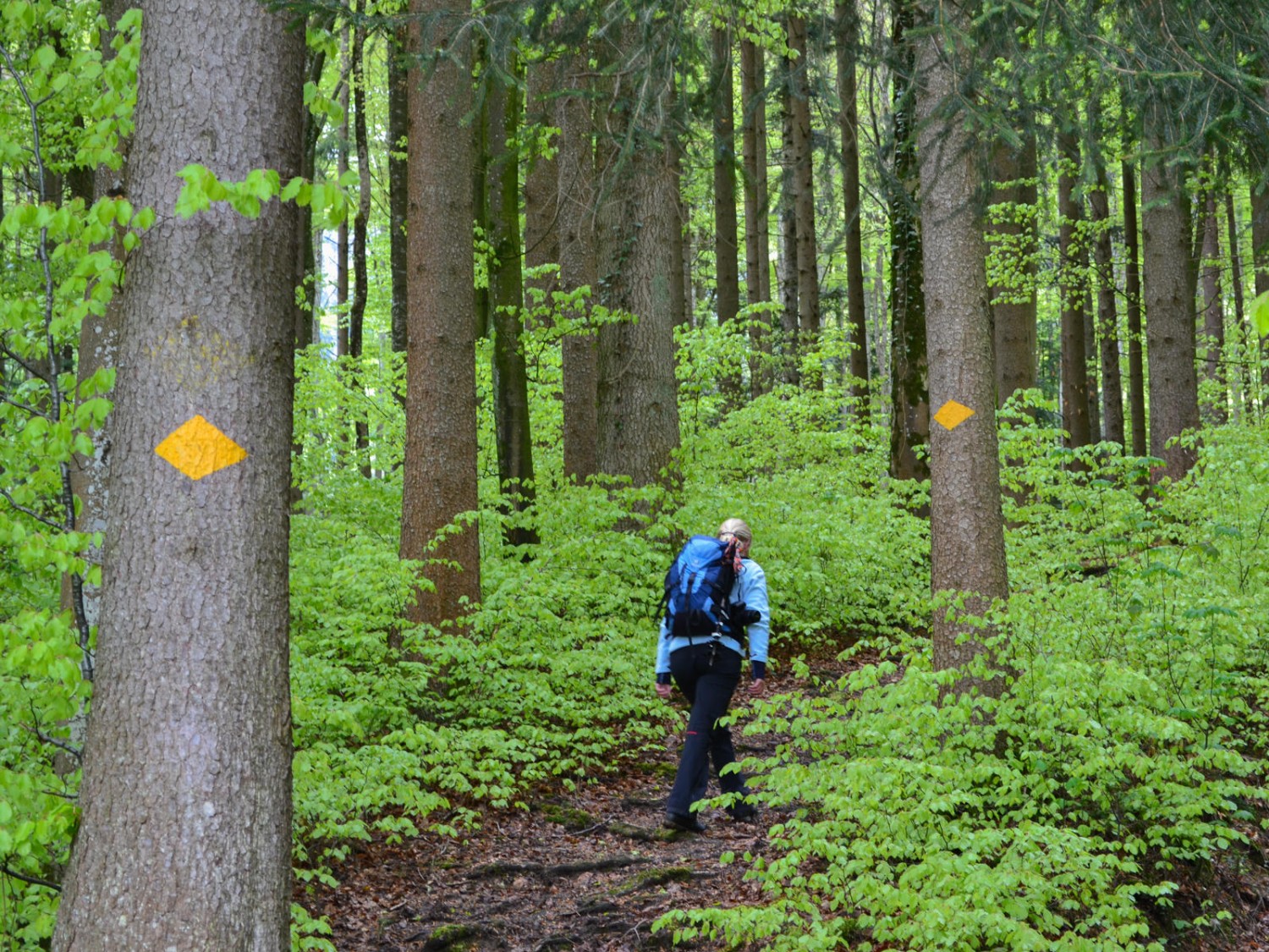 Ascension dans la forêt printanière verdoyante. Photo: Sabine Joss