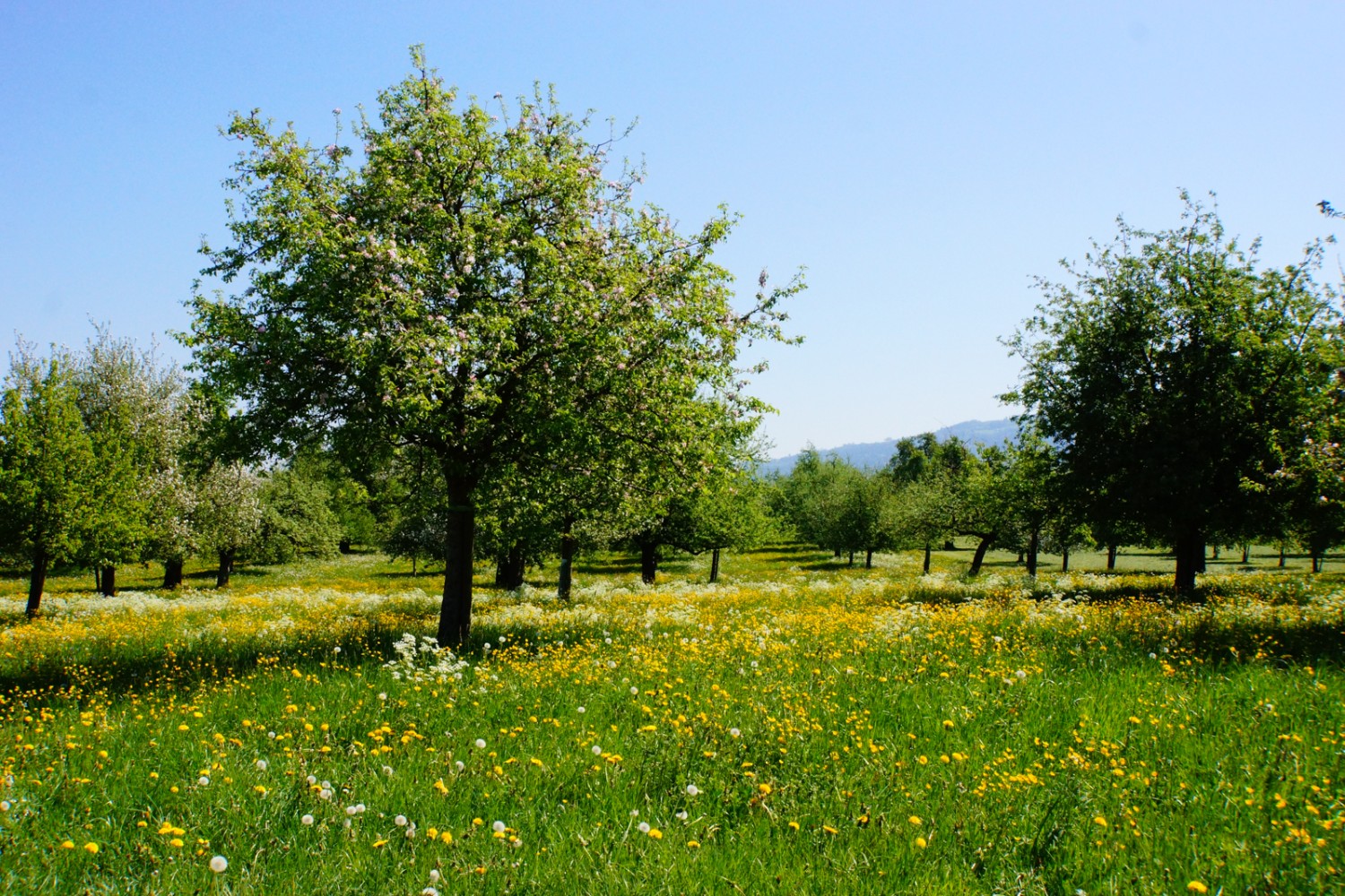 Obstbäume in der Blüte, Frühling pur.