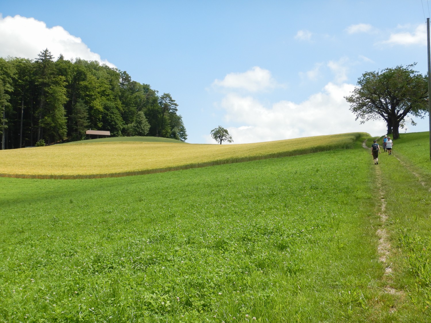 Ce doux paysage vallonné planté d’arbres fruitiers, autour d’Oschwand, inspirait le peintre Cuno Amiet. Photos: Susanne Frauenfelder