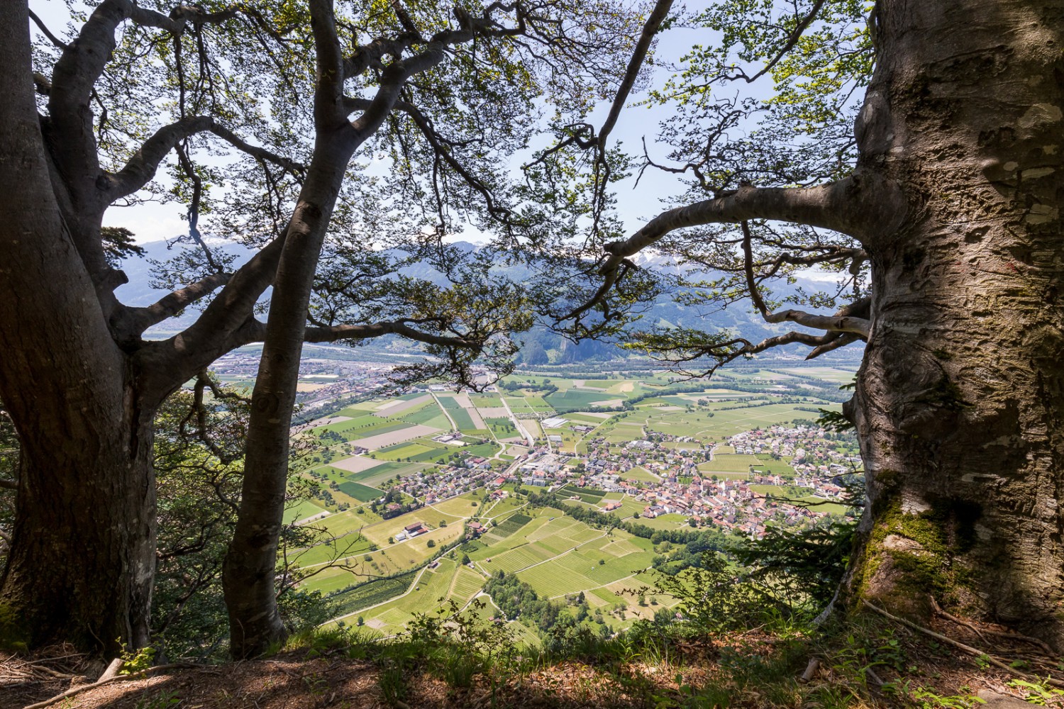 Veduta sulla valle del Reno in discesa verso Malans. Foto: Daniel Fleuti