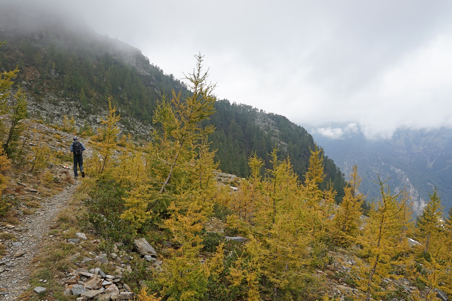 Auf einem Schuttkegel vor der Alp di Fora spriessen schon wieder die Lärchen.