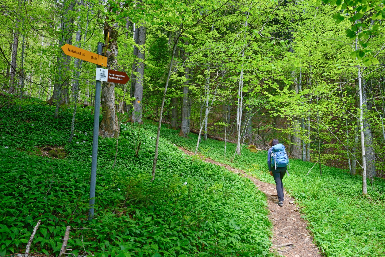 La forêt de hêtres du Bettlachstock est depuis peu inscrite au patrimoine mondial de l’UNESCO. Photo: natur-welten.ch