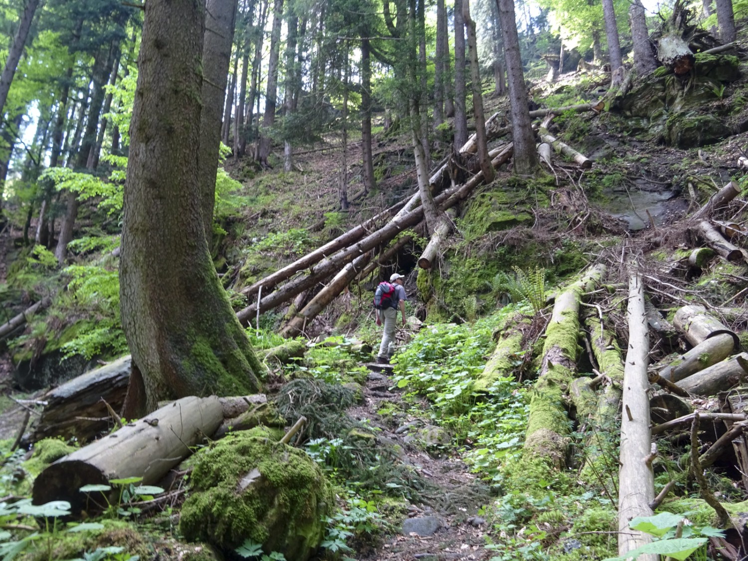 Au pied de la Chrüzflue, le chemin passe près des arbres tombés à la suite d’une tempête. Photo: Sabine Joss