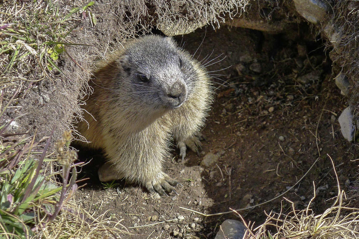 Une marmotte un brin curieuse.